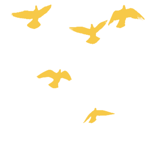 Bird - a flock of birds in flight